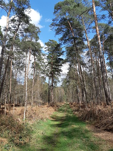 Forêt ermenonville