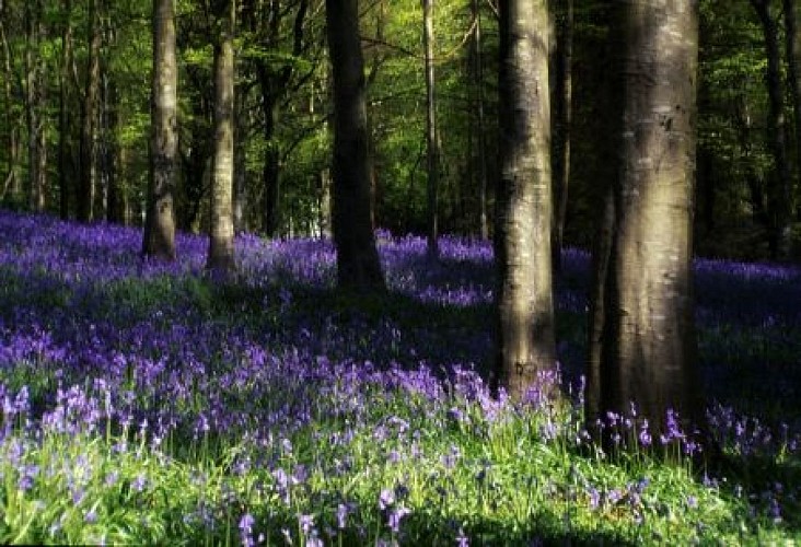 Forêt de jacinthes Montilles