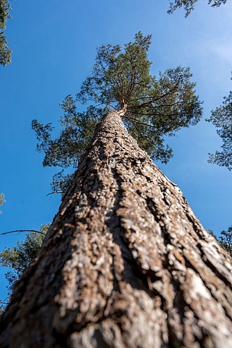  Forêt domaniale de Compiègne