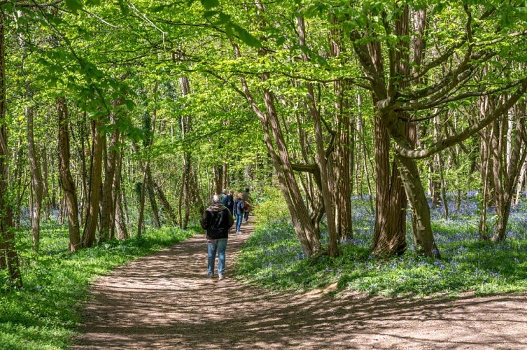 X.RENOUX_OT_Bain_Foret_Musical_Choisy-au-Bac