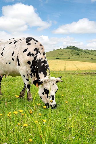 Saint-Pierre_es_Champs