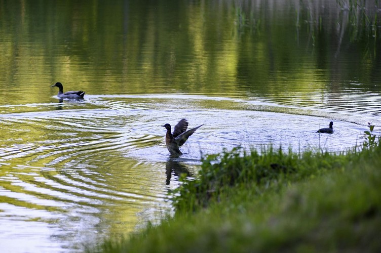 Etang de Neuffontaines