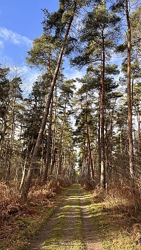 Chemin de randonnée - Saint-Jean-aux-Bois