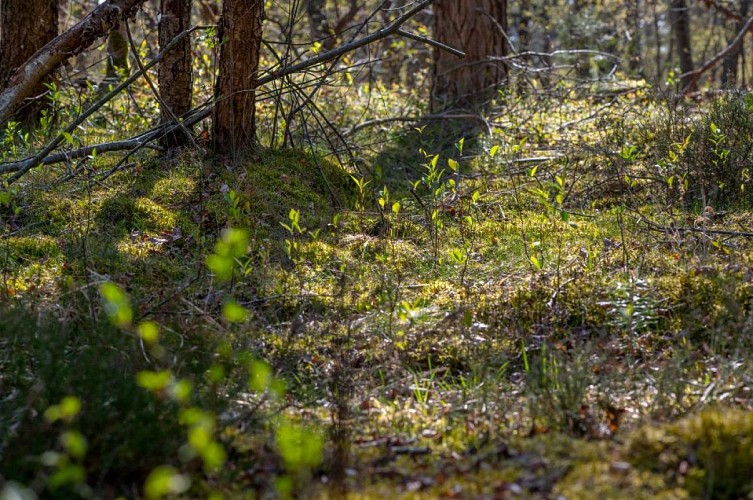  Forêt domaniale de Compiègne