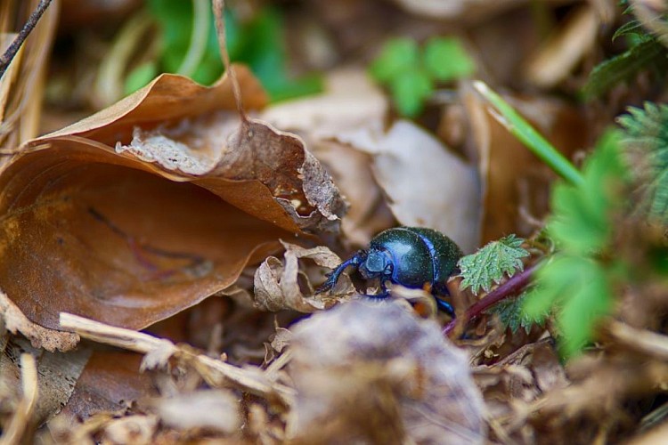 Forêt de Compiègne
