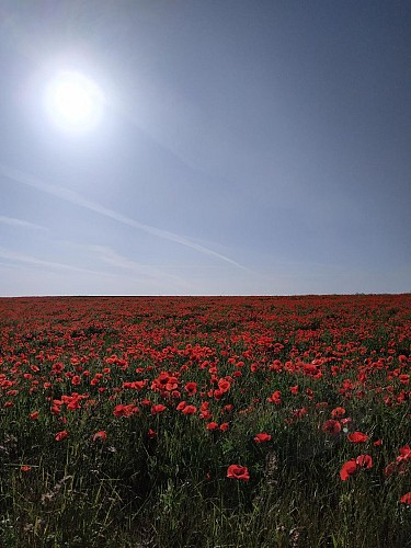 Coquelicots