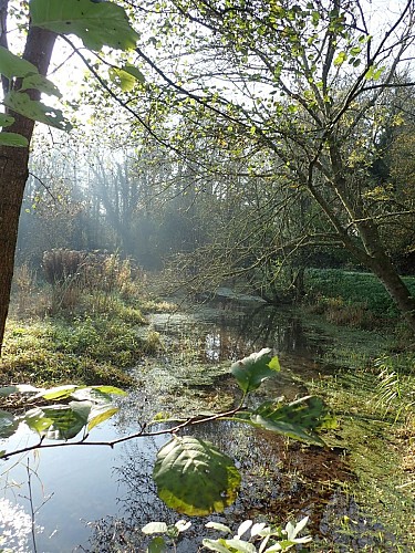 zone humide de Gournay sur Aronde