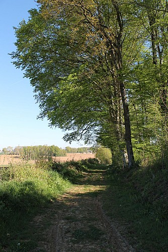 Passing by the big oak tree