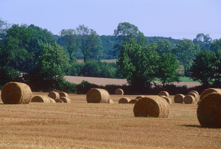 Stroll in the Bresse bocage (northern loop)