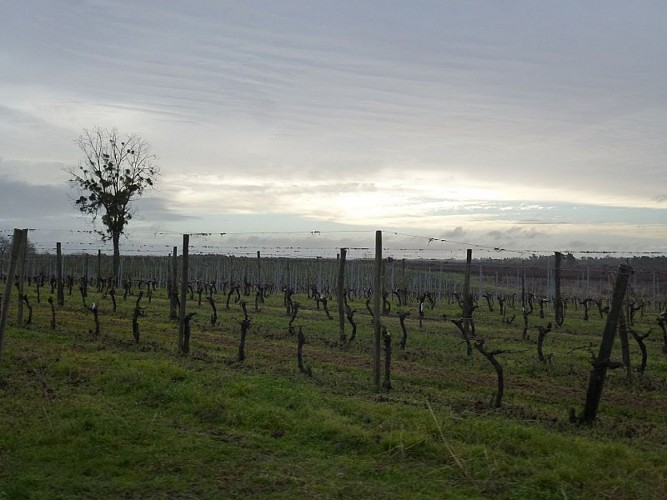 Vue sur les vignes vers Chez Guibert
