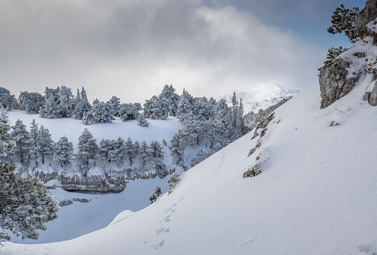 Sentier raquette : de la Catheline au Crêt de la Neige