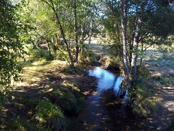 Au coeur de la forêt corrézienne