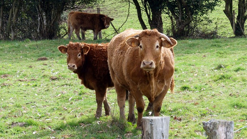 Chamberet - Meilhards