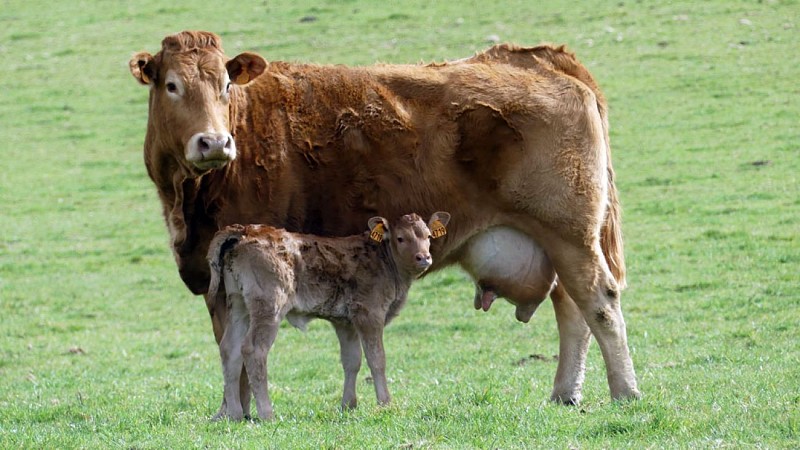 Chamberet - Meilhards