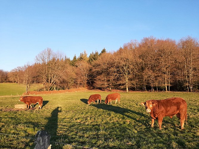 Les Chemins de la Coquette de Meilhards - Meilhards © A.Blanchet -Office de tourisme terres de corrèze (11)