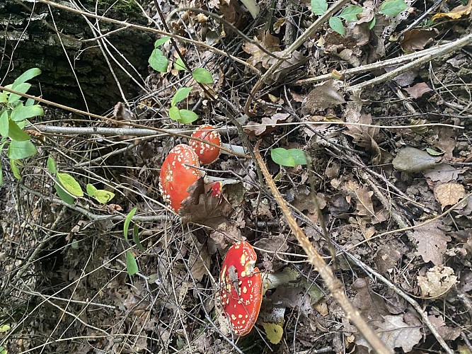 Le bois des Fouchères