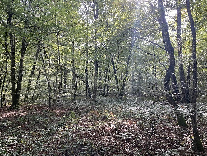 Le bois des Fouchères