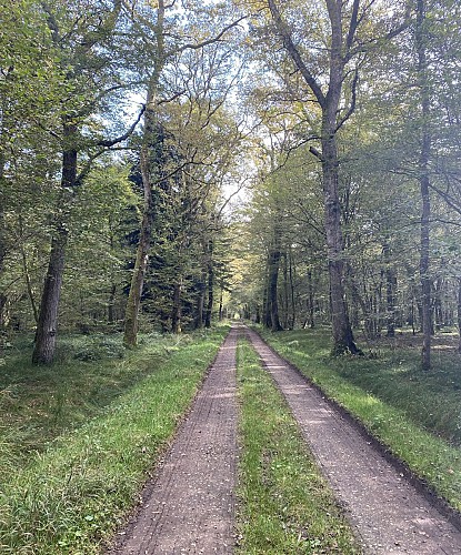 Le bois des Fouchères
