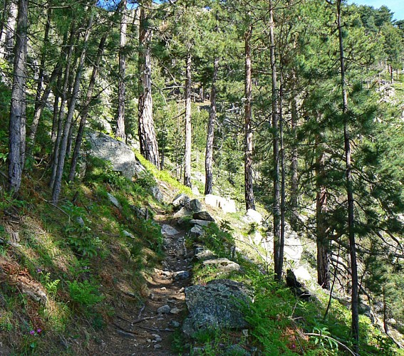 Corse- Région Cortenais- Restonica-Plateau d'Also- Vallée Tavignano-Corte [mai 2007]