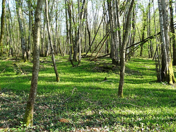 Sous bois de Salavre