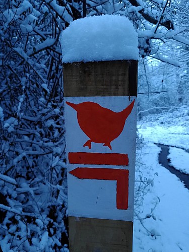 Herbette sous la neige