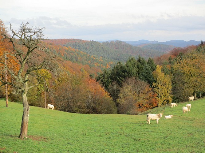 Découverte de Puberg