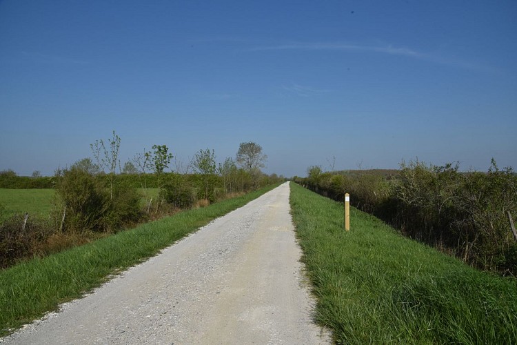 Entre vignes et marais2