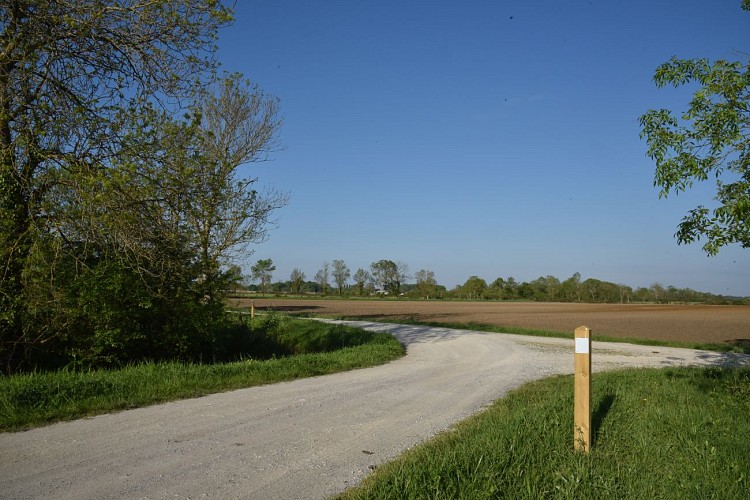 Entre vignes et marais4