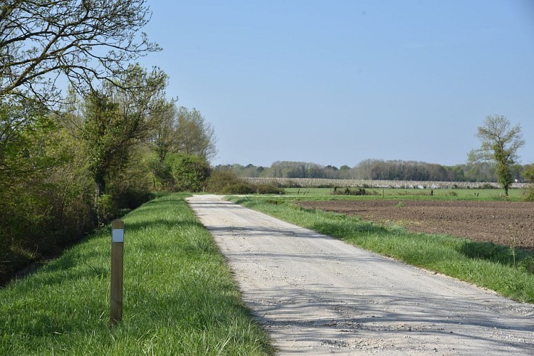 Entre vignes et marais5