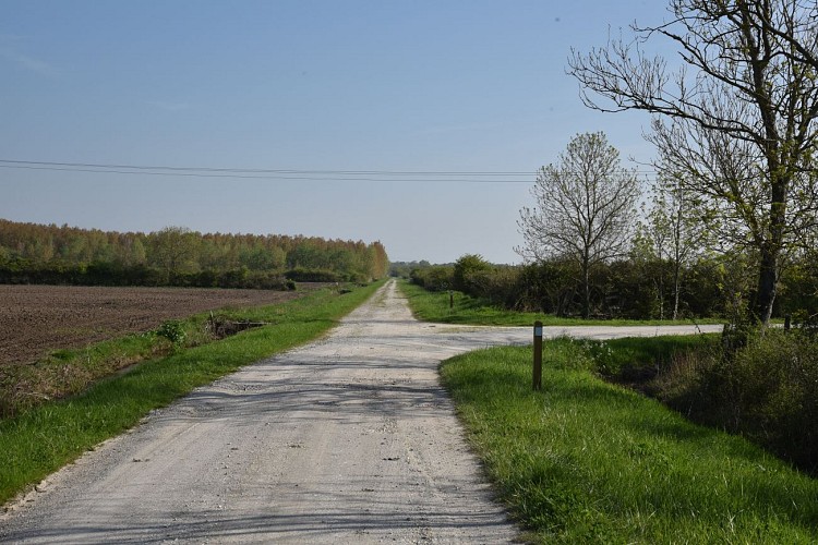 Entre vignes et marais3