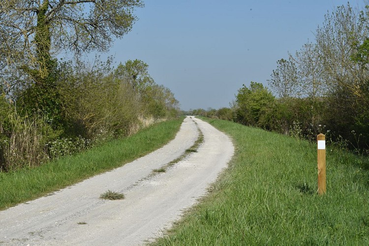 Entre vignes et marais6