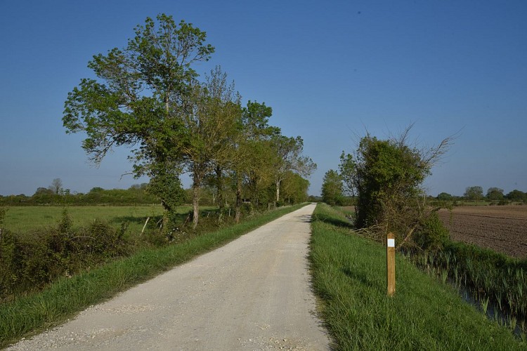 Entre vignes et marais7