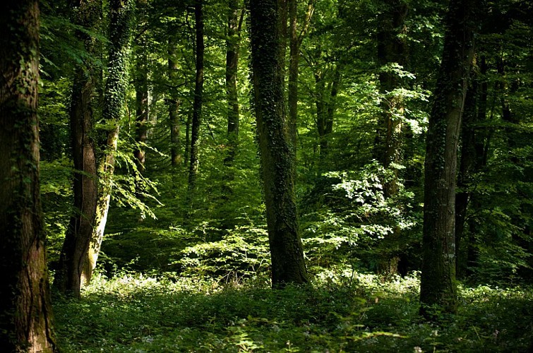 Au coeur de la forêt de Villecartier-Bazouges-la-Pérouse-stenphoto.fr