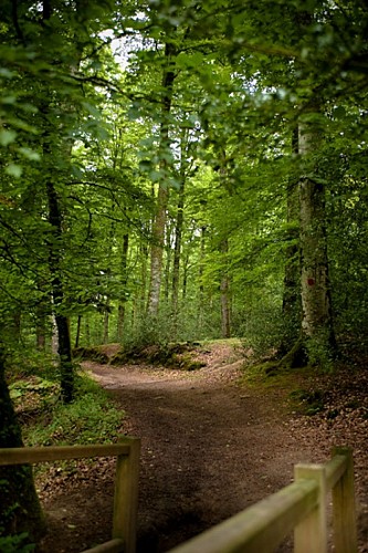 forêt Villecartier-stenphoto.fr