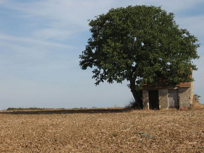 Chemin vers Fussy.Maison de Vignes