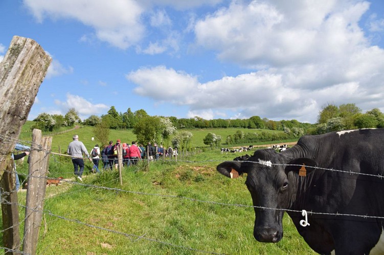 Les Têtards à Torcy - Randonnée pédestre en Haut-Pays d'Opale