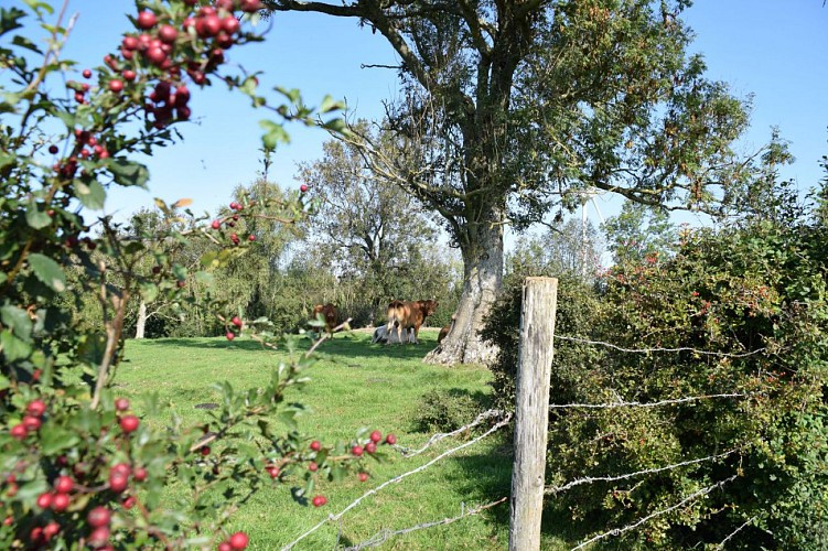 Les Monts à Matringhem - Randonnée pédestre en Haut-Pays d'Opale