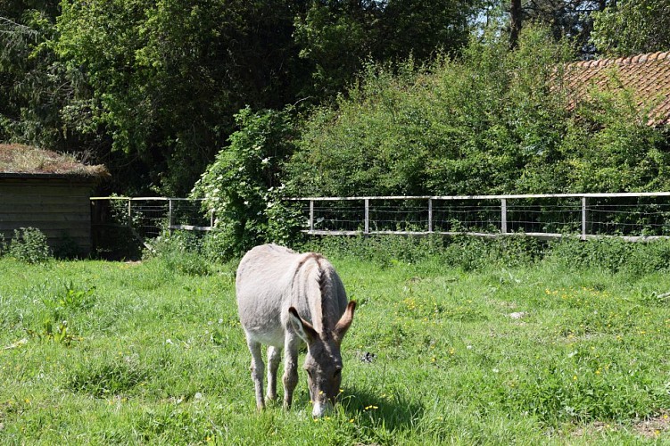 Les Hauts Liens à Ruisseauville - Randonnée pédestre en Haut-Pays d'Opale