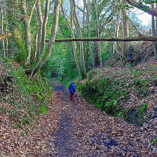 Chemin dans les bois