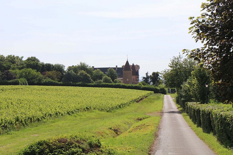 chaintre-chateau-paysage-anthony-jailloux-macon-sud-bourgogne-0920 (1)