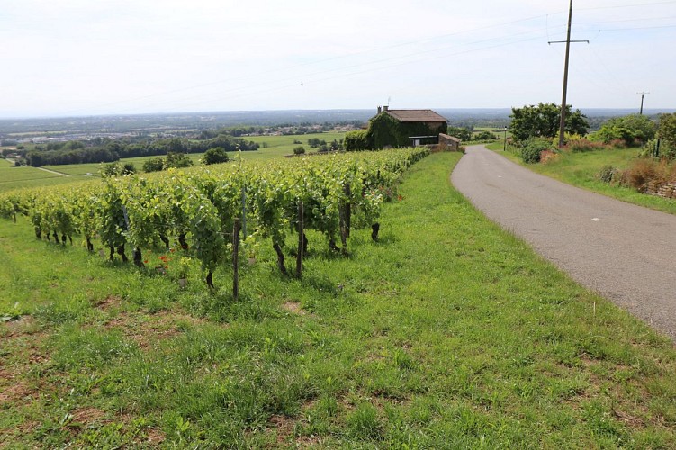 chaintre-paysage-randonnee-anthony-jailloux-macon-sud-bourgogne-0977