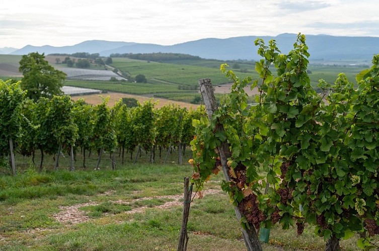 1.Le Vignoble