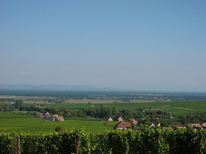 Winzerpfad der Grands Crus - Beblenheim