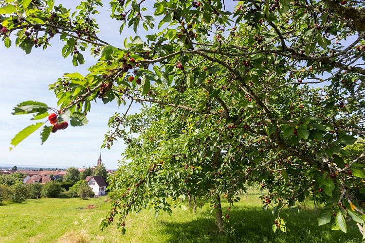 Les vergers cachés d'Uffholtz
