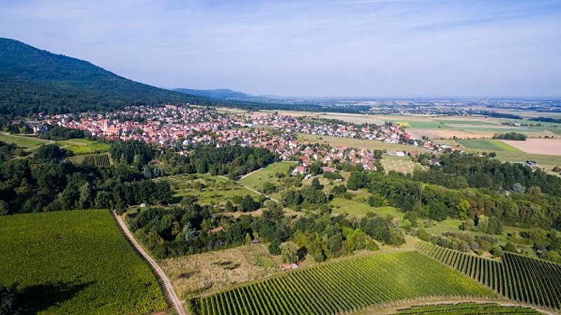Vue du vignoble d'Uffholtz au pied du Hartmannswillerkopf