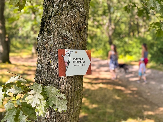 Sentier du Bischenberg