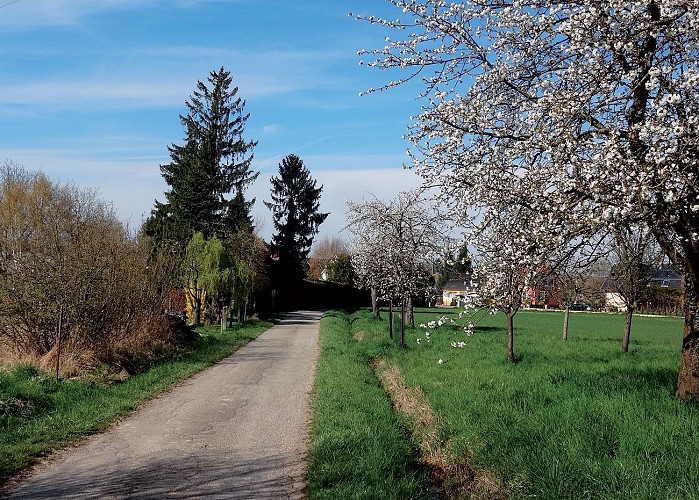 Sentiers du Steinbaechlein à Morschwiller-le-Bas