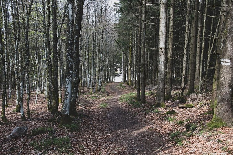 Randonnée - La forêt de Chirgoutte