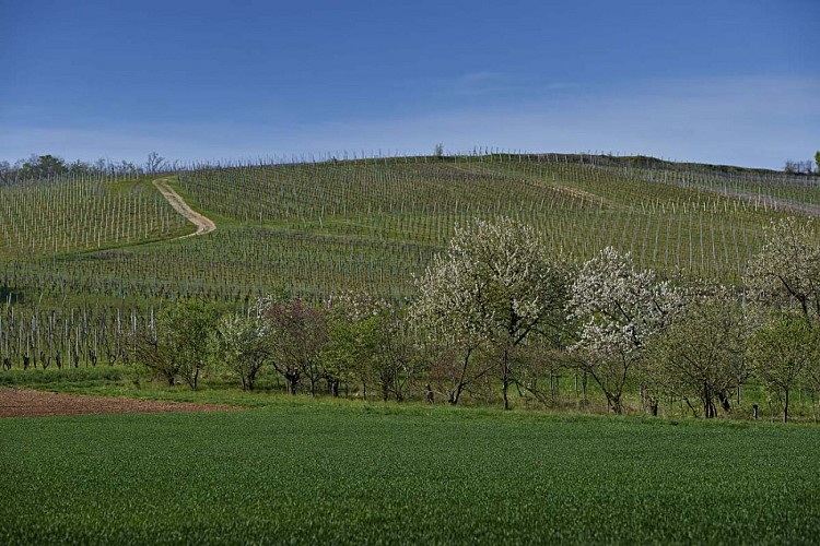 Circuit vélo Bulles et Bugatti à Molsheim