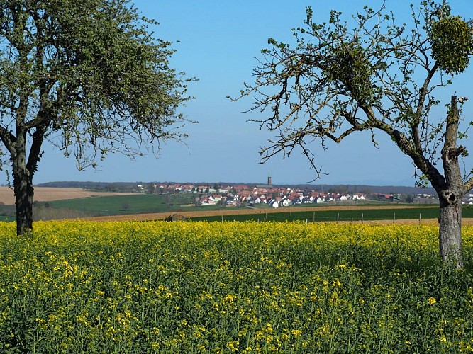Hamberg-Rundweg